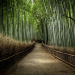 bamboo-forest-japan_25291_990x742